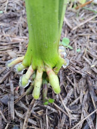 이영철님의 옥수수 · 병해충상담 작성글 사진