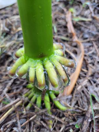 이영철님의 옥수수 · 병해충상담 작성글 사진