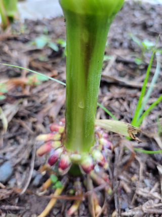 이영철님의 옥수수 · 병해충상담 작성글 사진