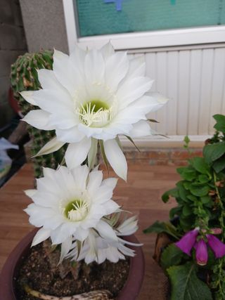 혁이네농원님의 장마 대비 어떻게 하셨나요? · 참여 작성글 사진