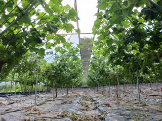 혁이네농원님의 장마 대비 어떻게 하셨나요? · 참여 작성글 사진