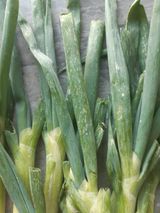 팜모닝 파·병해충상담 게시글 이미지