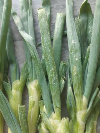 논.밭뚜렁님의 파 · 병해충상담 작성글 사진