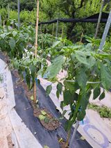 팜모닝 장마 대비 어떻게 하셨나요?·참여 게시글 이미지