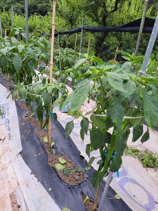 이영철님의 장마 대비 어떻게 하셨나요? · 참여 작성글 사진