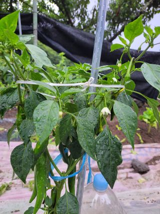 이영철님의 장마 대비 어떻게 하셨나요? · 참여 작성글 사진