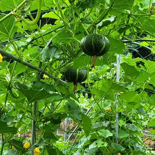 안영매(터실농장)님의 자유주제 · 자유게시판 작성글 사진