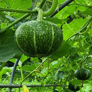 안영매(터실농장)님의 자유주제 · 자유게시판 작성글 사진