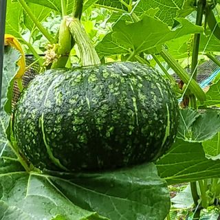 안영매(터실농장)님의 자유주제 · 자유게시판 작성글 사진