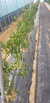 팜모닝 장마 대비 어떻게 하셨나요?·참여 게시글 이미지