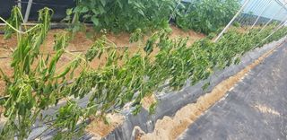 이우섭님의 장마 대비 어떻게 하셨나요? · 참여 작성글 사진