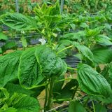 팜모닝 참깨·병해충상담 게시글 이미지