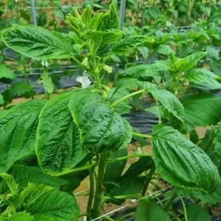 먹뱅이님의 참깨 · 병해충상담 작성글 사진