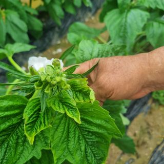 먹뱅이님의 참깨 · 병해충상담 작성글 사진