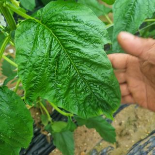 먹뱅이님의 참깨 · 병해충상담 작성글 사진