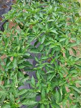 팜모닝 고추·비료•농약 게시글 이미지