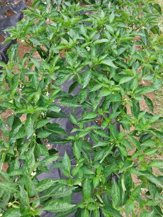 jjang님의 고추 · 비료•농약 작성글 사진