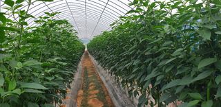 에덴농원나장미입니다님의 고추 · 지주설치•유인•성장 작성글 사진