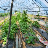 팜모닝 토마토·영농일지 게시글 이미지