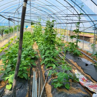 우진(초보농사꾼)님의 토마토 · 영농일지 작성글 사진