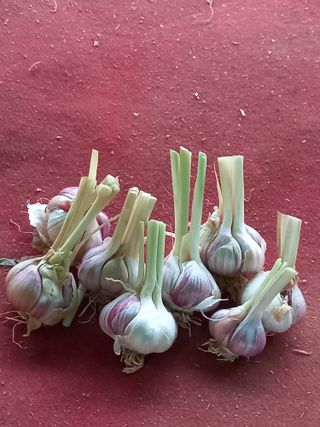 변종열님의 마늘 · 마늘 쪽 비대기 작성글 사진