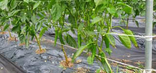 남기종님의 고추 · 비료•농약 작성글 사진