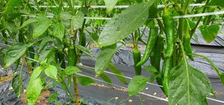 남기종님의 고추 · 비료•농약 작성글 사진