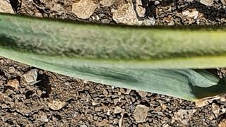 석상희님의 양파 · 병해충상담 작성글 사진