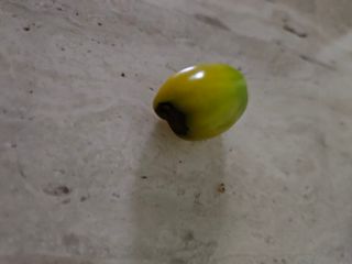 라이언님의 토마토 · 병해충상담 작성글 사진