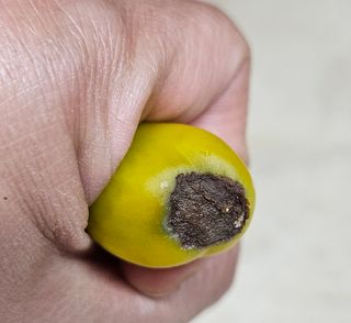 라이언님의 토마토 · 병해충상담 작성글 사진