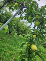 팜모닝 자두·자유게시판 게시글 이미지