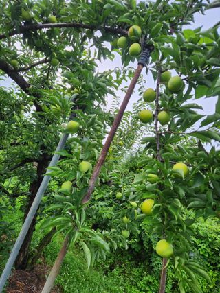 상훈사과자두벼님의 자두 · 자유게시판 작성글 사진