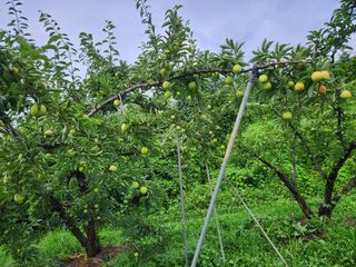 상훈사과자두벼님의 자두 · 자유게시판 작성글 사진
