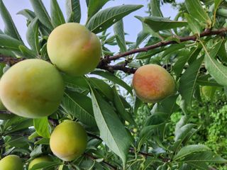 상훈사과자두벼님의 자두 · 자유게시판 작성글 사진