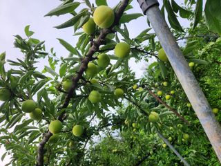 상훈사과자두벼님의 자두 · 자유게시판 작성글 사진