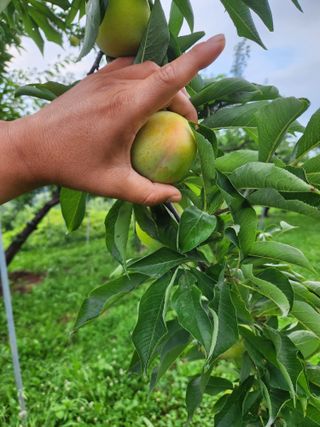 상훈사과자두벼님의 자두 · 자유게시판 작성글 사진