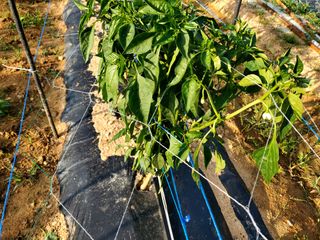 김한주님의 장마 대비 어떻게 하셨나요? · 참여 작성글 사진