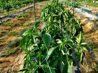 김한주님의 장마 대비 어떻게 하셨나요? · 참여 작성글 사진