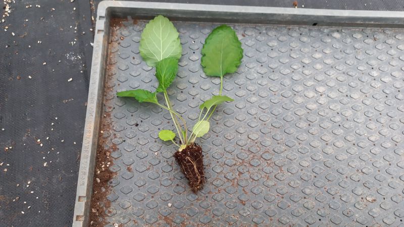 김상선님의 장터 판매 상품 [단삼 105구(1판)] 첨부 사진