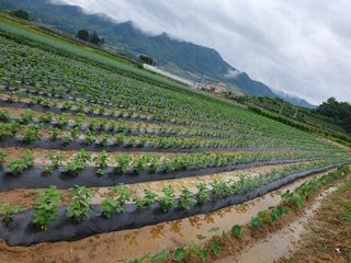 블루베리14534님의 고구마 · 자유게시판 작성글 사진