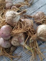 팜모닝 고구마·자유게시판 게시글 이미지