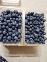 팜모닝 블루베리·자유게시판 게시글 이미지