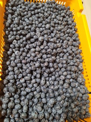 김아영님의 블루베리 · 자유게시판 작성글 사진