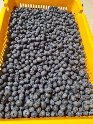 김아영님의 블루베리 · 자유게시판 작성글 사진