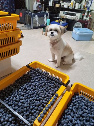 김아영님의 블루베리 · 자유게시판 작성글 사진