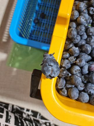 김아영님의 블루베리 · 자유게시판 작성글 사진