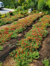 팜모닝 자유주제·자유게시판 게시글 이미지