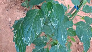 귀농 4년/지성훈님의 토마토 · 병해충상담 작성글 사진