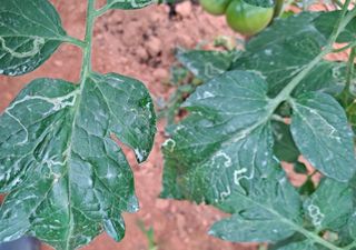 귀농 4년/지성훈님의 토마토 · 병해충상담 작성글 사진