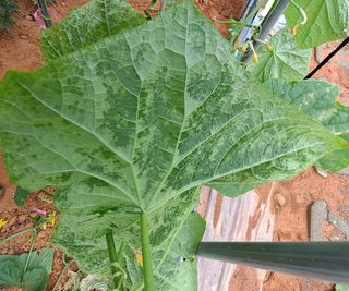 귀농 4년/지성훈님의 토마토 · 병해충상담 작성글 사진